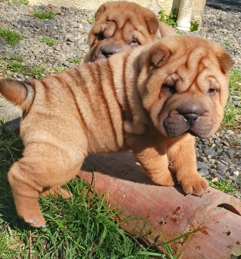 De L'Esprit De Buchido - Chiots disponibles - Shar Pei