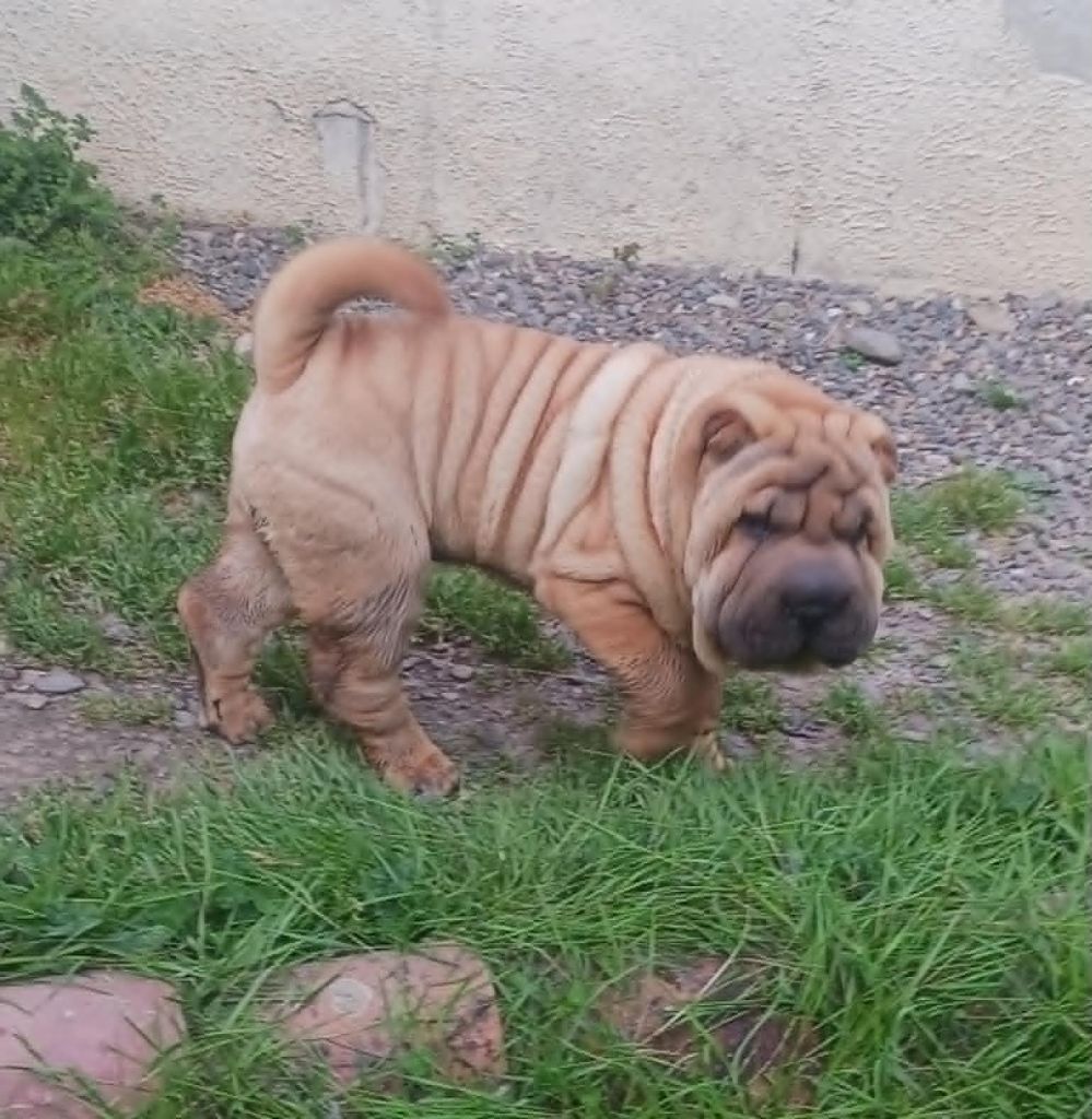 De L'Esprit De Buchido - Chiots disponibles - Shar Pei