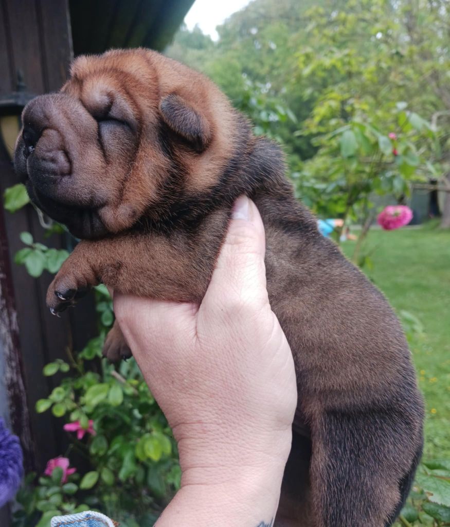 De L'Esprit De Buchido - Chiots disponibles - Shar Pei