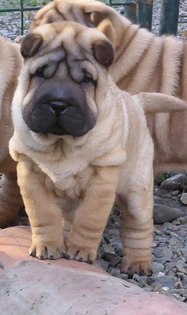 De L'Esprit De Buchido - Chiots disponibles - Shar Pei