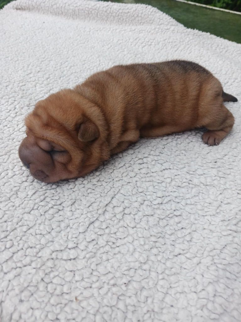 De L'Esprit De Buchido - Chiots disponibles - Shar Pei
