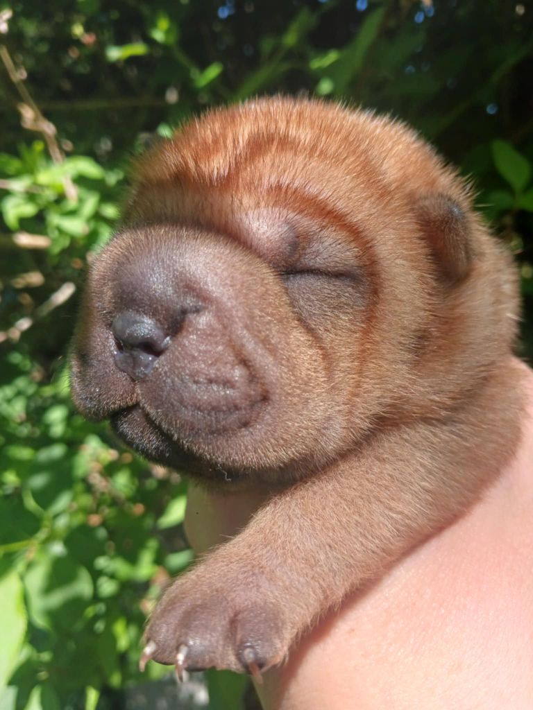 De L'Esprit De Buchido - Chiots disponibles - Shar Pei