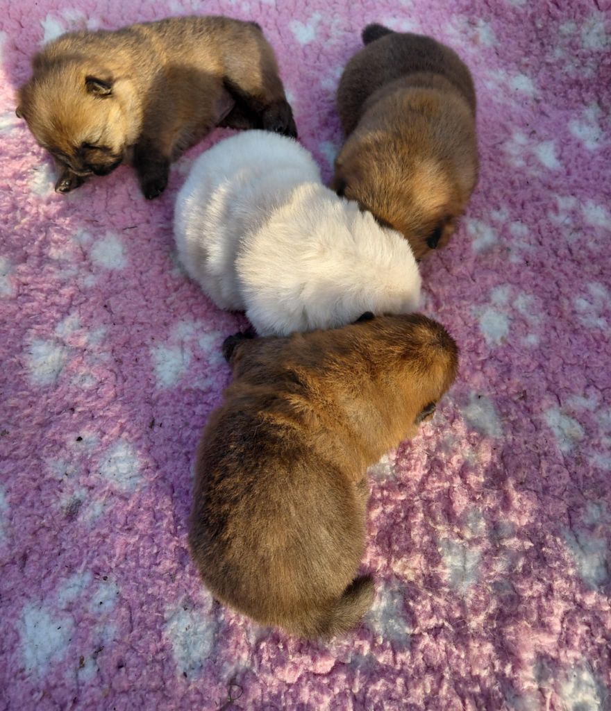 De L'Esprit De Buchido - Chow Chow - Portée née le 14/09/2025