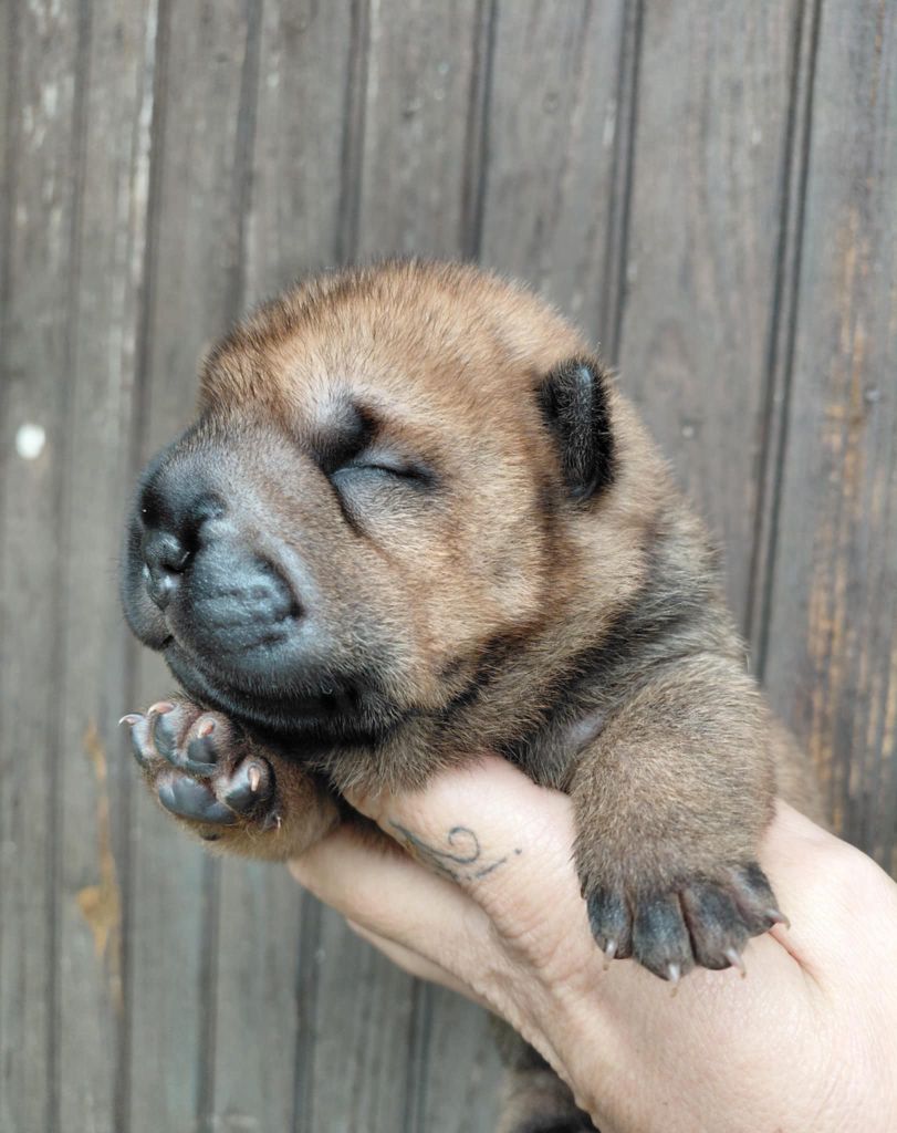 De L'Esprit De Buchido - Chiots disponibles - Shar Pei