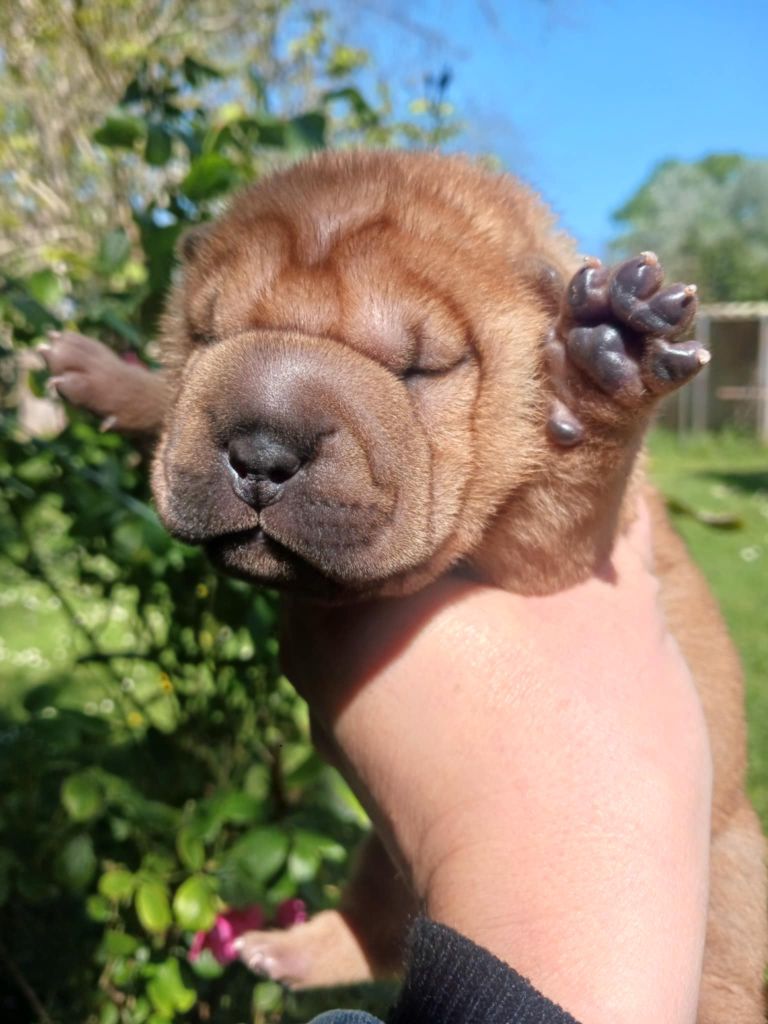 De L'Esprit De Buchido - Chiots disponibles - Shar Pei