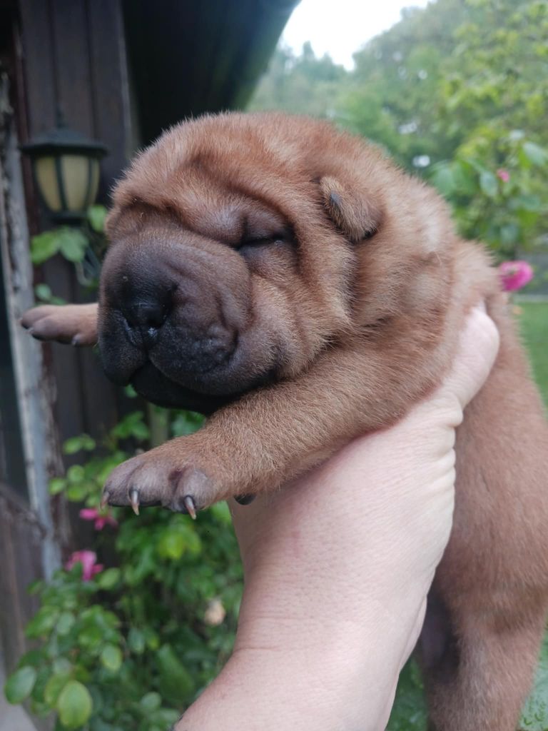 De L'Esprit De Buchido - Chiots disponibles - Shar Pei