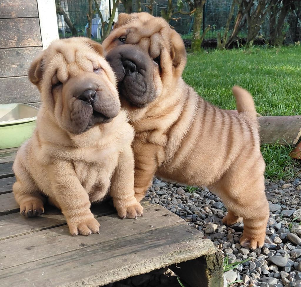 De L'Esprit De Buchido - Chiots disponibles - Shar Pei