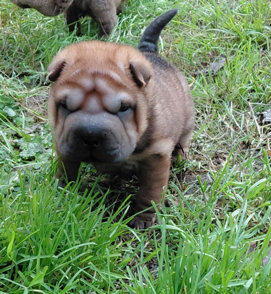 De L'Esprit De Buchido - Chiots disponibles - Shar Pei