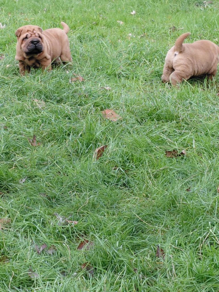 De L'Esprit De Buchido - Chiots disponibles - Shar Pei