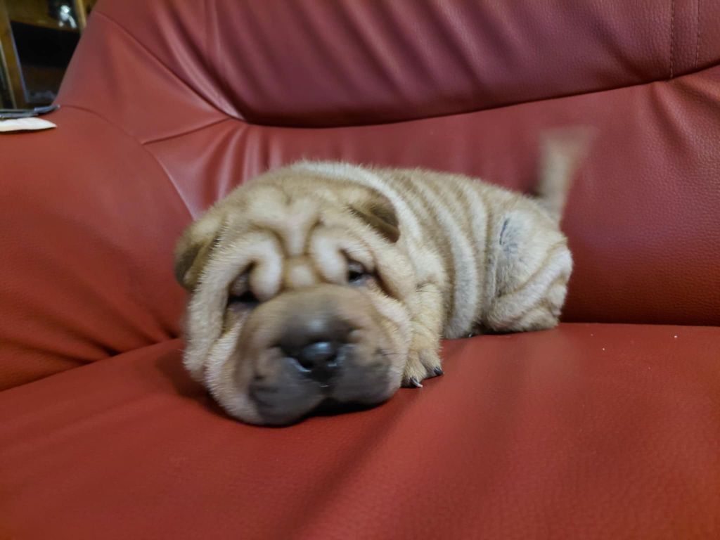 De L'Esprit De Buchido - Chiots disponibles - Shar Pei