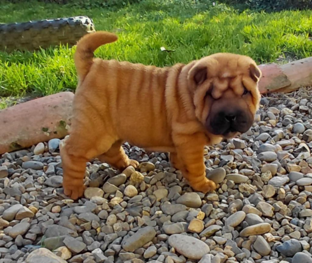 De L'Esprit De Buchido - Chiots disponibles - Shar Pei