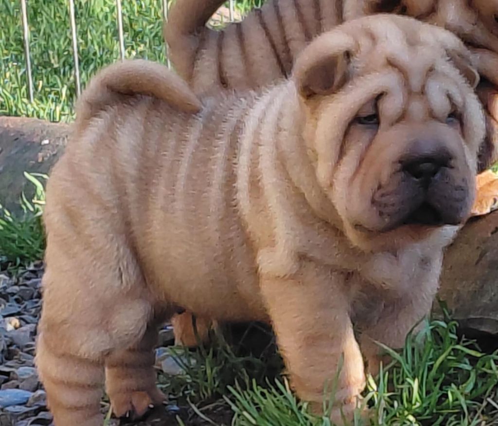De L'Esprit De Buchido - Chiots disponibles - Shar Pei