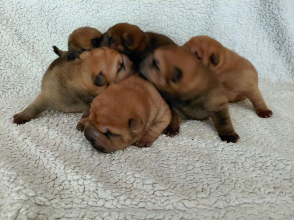 De L'Esprit De Buchido - Shar Pei - Portée née le 19/10/2025