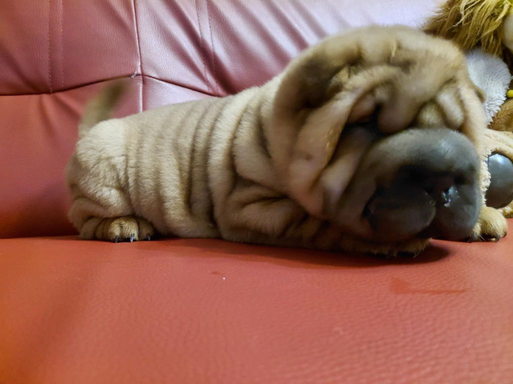 De L'Esprit De Buchido - Chiots disponibles - Shar Pei