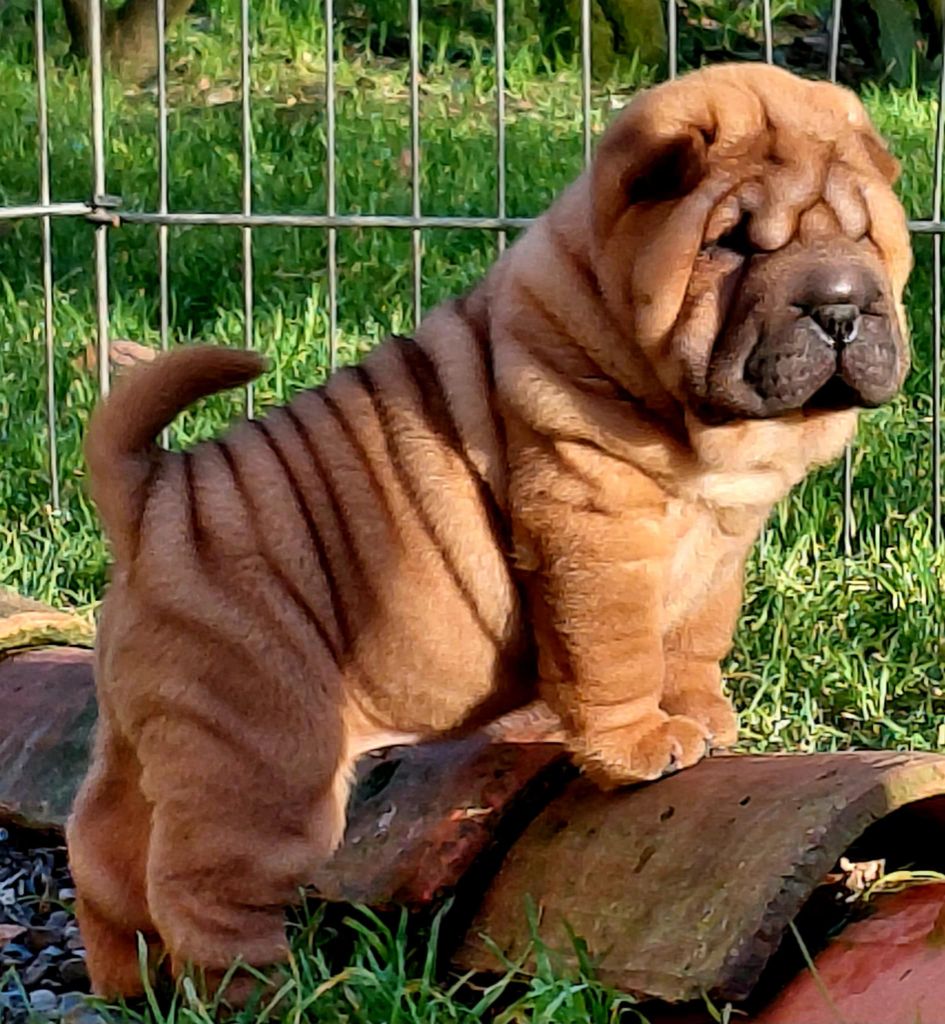 De L'Esprit De Buchido - Chiots disponibles - Shar Pei