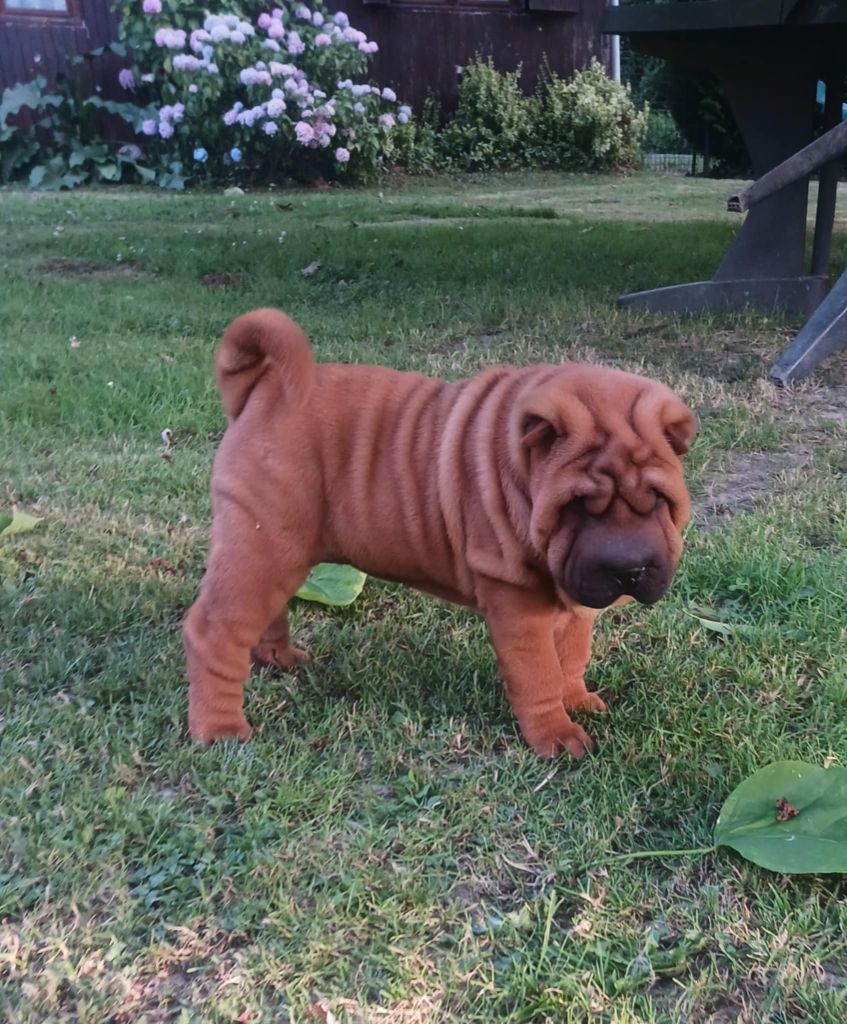 De L'Esprit De Buchido - Chiots disponibles - Shar Pei