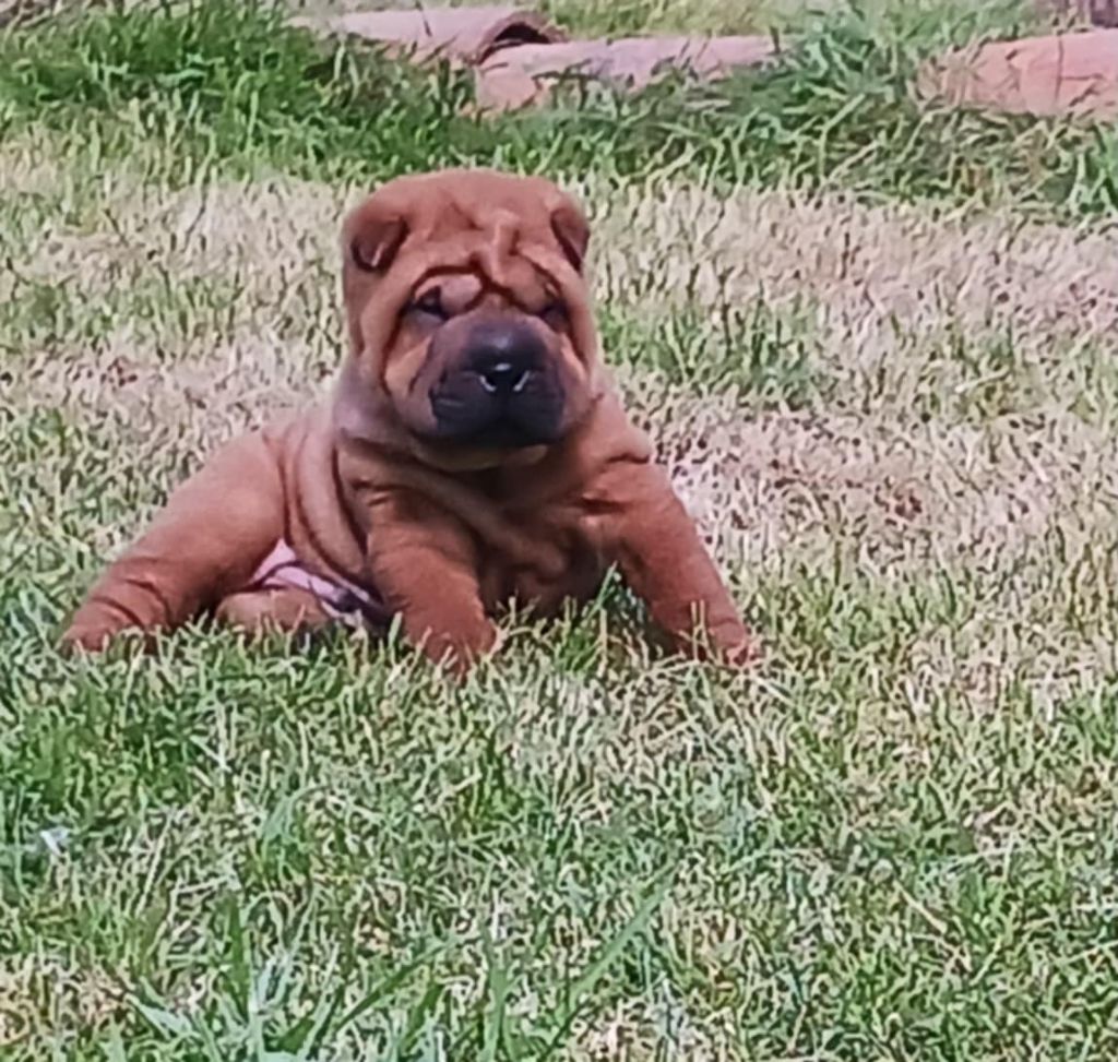 De L'Esprit De Buchido - Chiots disponibles - Shar Pei