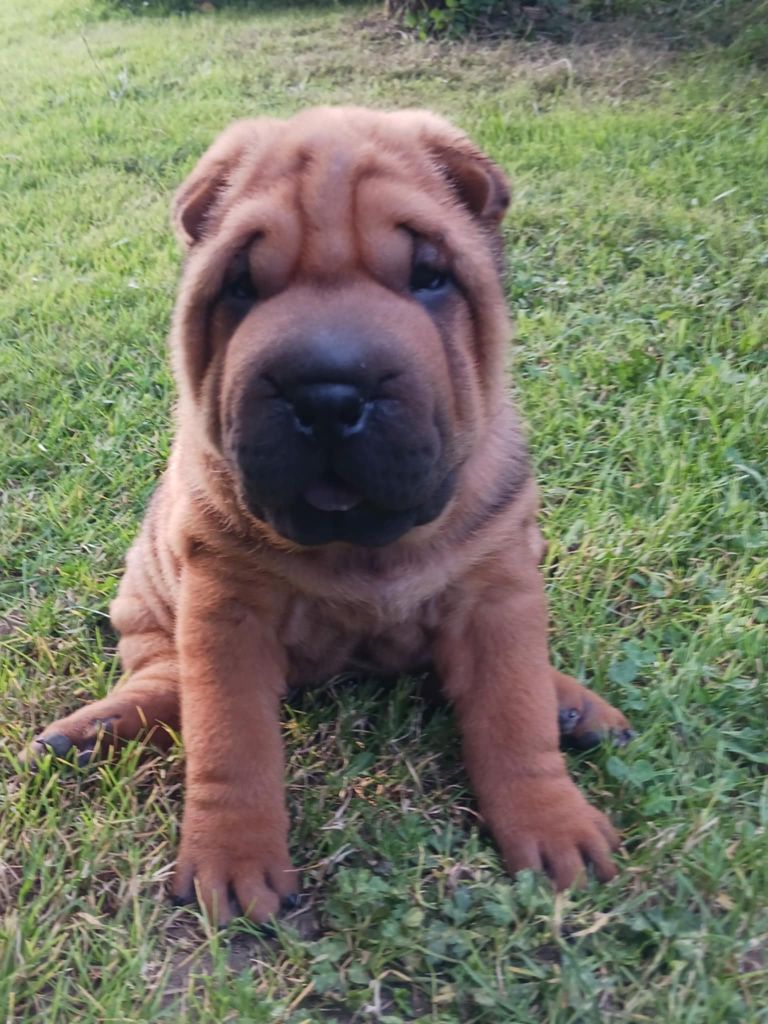 De L'Esprit De Buchido - Chiots disponibles - Shar Pei