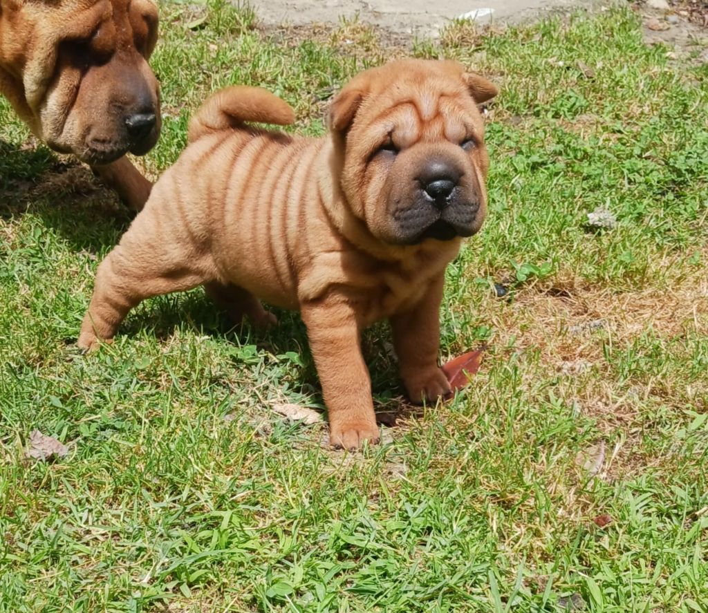 De L'Esprit De Buchido - Chiots disponibles - Shar Pei