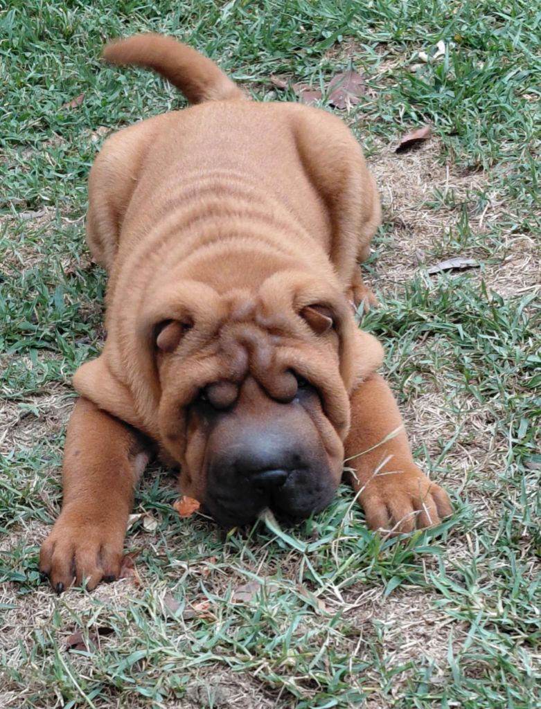 De L'Esprit De Buchido - Chiots disponibles - Shar Pei