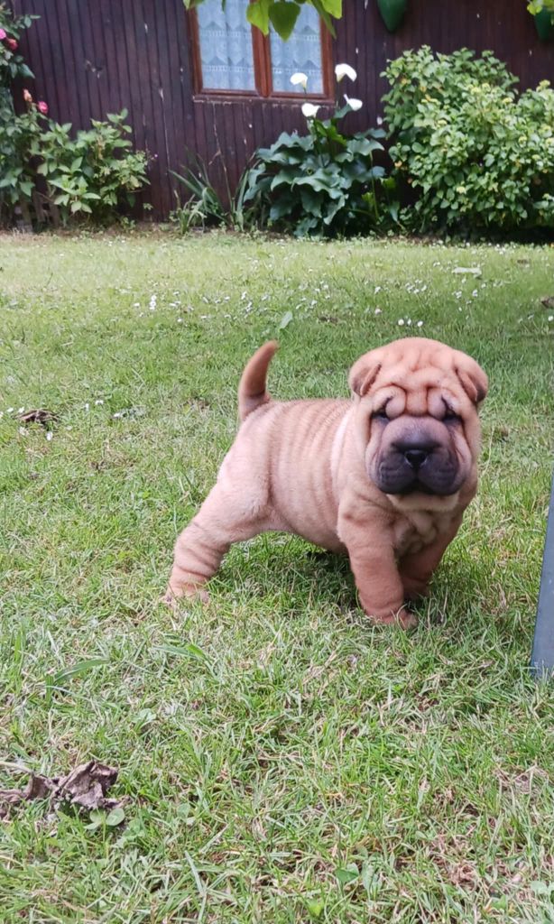 De L'Esprit De Buchido - Chiots disponibles - Shar Pei