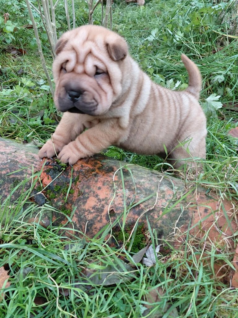 De L'Esprit De Buchido - Chiots disponibles - Shar Pei