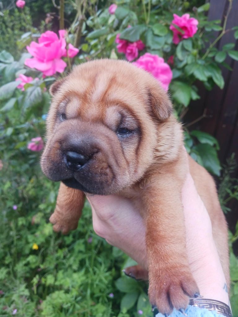 De L'Esprit De Buchido - Chiots disponibles - Shar Pei