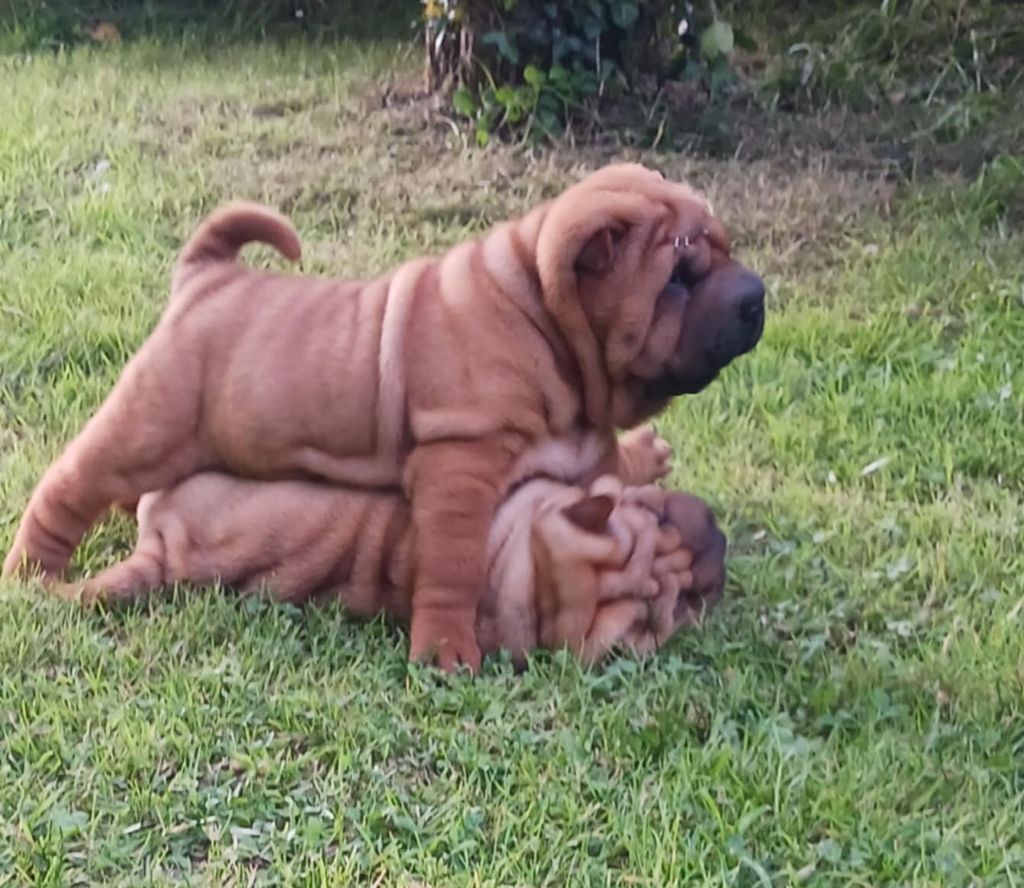 De L'Esprit De Buchido - Chiots disponibles - Shar Pei