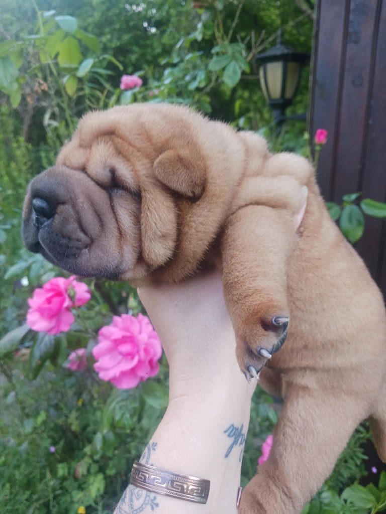 De L'Esprit De Buchido - Chiots disponibles - Shar Pei
