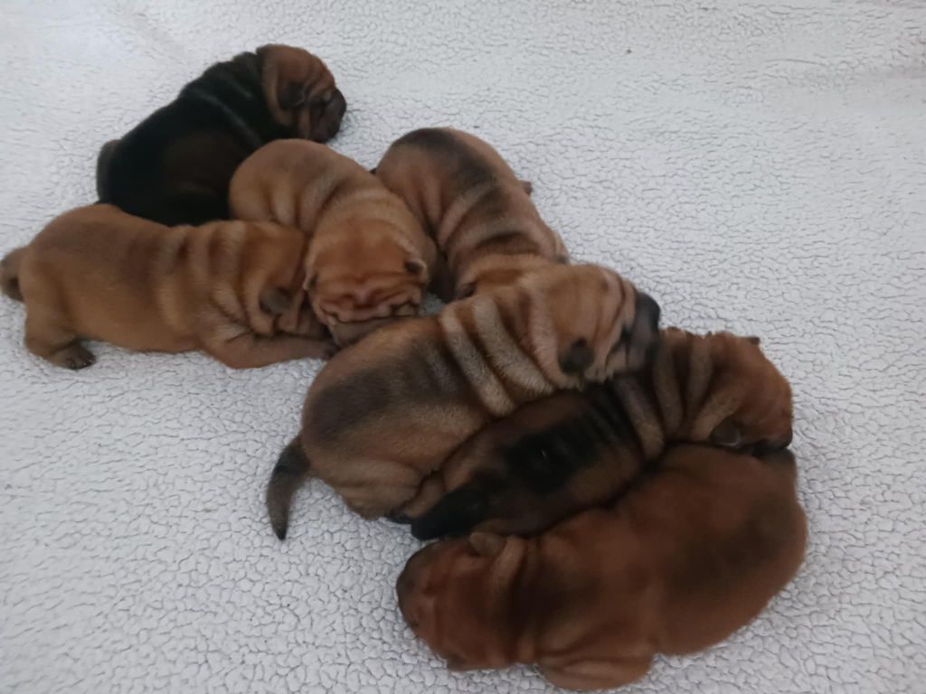 Chiot Shar Pei De L'Esprit De Buchido