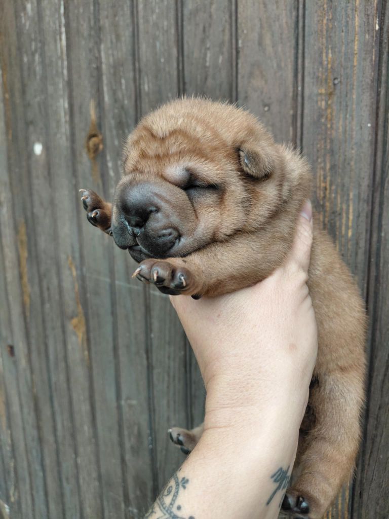 De L'Esprit De Buchido - Chiots disponibles - Shar Pei